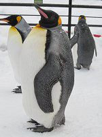 �L���O�y���M��(KingPenguin)