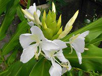 �W���W���[�����[(Ginger lily)