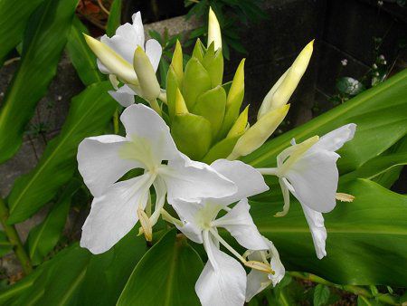 �W���W���[�����[(Ginger lily)