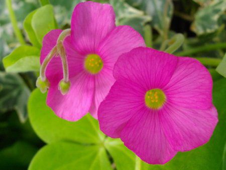 �I�L�U���X�E�{�[�E�B(Oxalis bowiei)