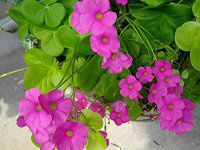�I�L�U���X�E�{�[�E�B(Oxalis bowiei)