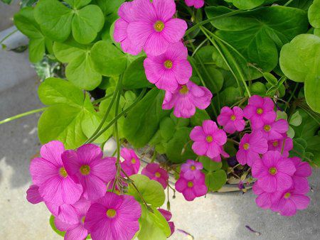�I�L�U���X�E�{�[�E�B(Oxalis bowiei)