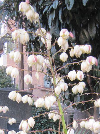 ���b�J(Yucca)