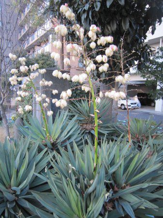 ���b�J(Yucca)
