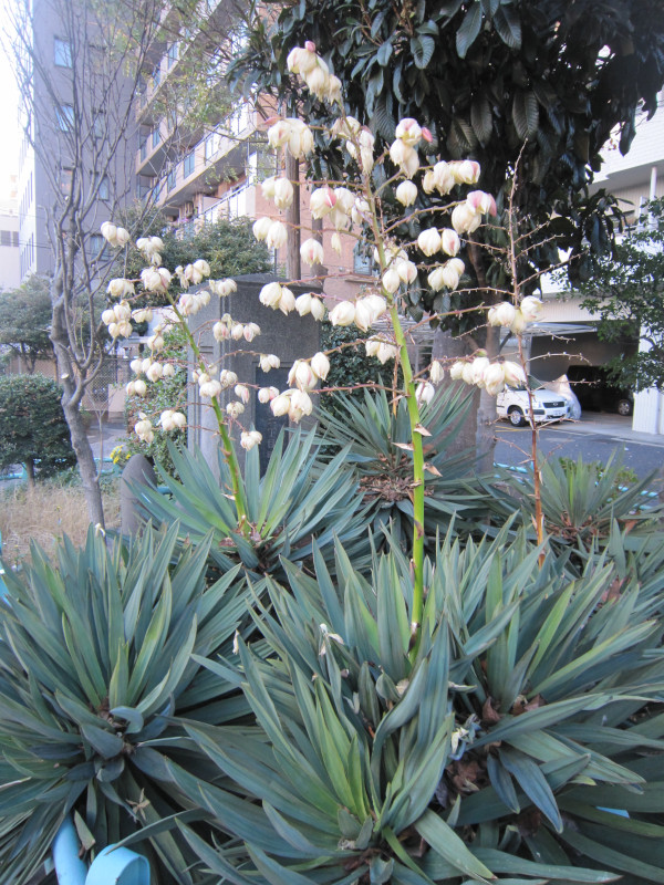 ���b�J(Yucca)