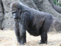 �S���� Gorilla�j