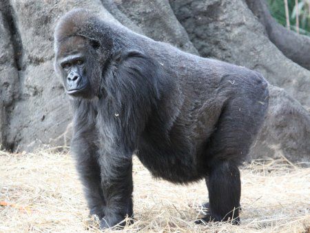 �S���� Gorilla�j