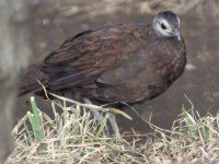 �p�������R�N�W���N���iPalawan Ppeacock�j