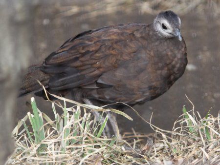 �p�������R�N�W���N���iPalawan Ppeacock�j