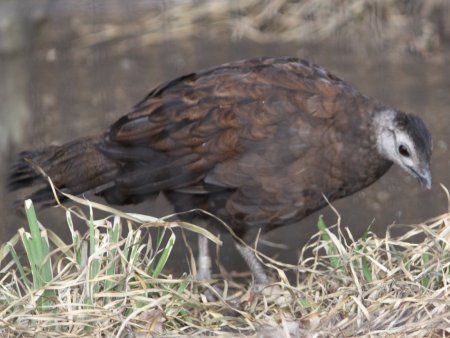 �p�������R�N�W���N���iPalawan Ppeacock�j