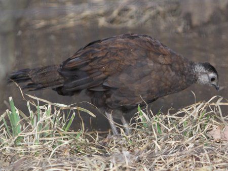 �p�������R�N�W���N���iPalawan Ppeacock�j