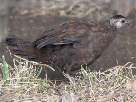 �p�������R�N�W���N���iPalawan Ppeacock�j