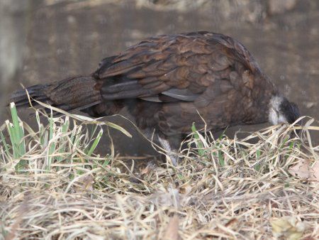 �p�������R�N�W���N���iPalawan Ppeacock�j