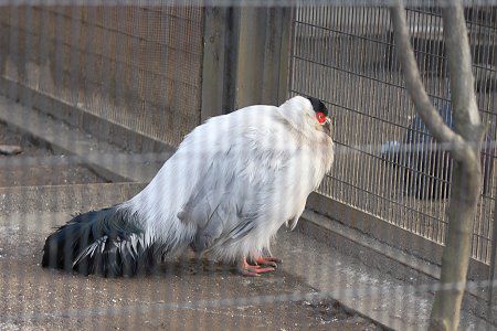 �V���~�~�L�W�i����賁j