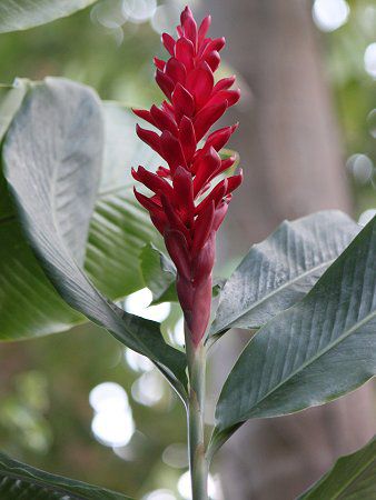 �A���s�j�A�E�v���v���^�iAlpinia purpurata)