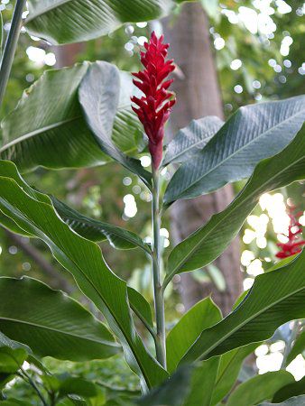�A���s�j�A�E�v���v���^�iAlpinia purpurata)
