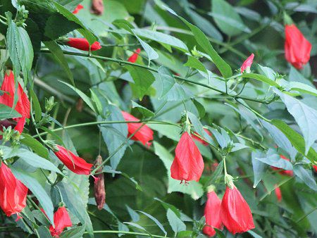 �^�[�N�X�L���b�v(Turk's cap)