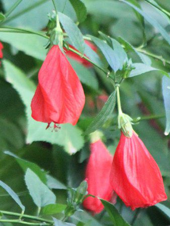 �^�[�N�X�L���b�v(Turk's cap)