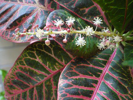 �N���g��(Croton)