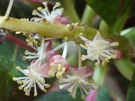 �N���g��(Croton)