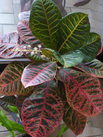�N���g��(Croton)