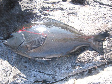 ���W�i