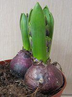 �q���V���X(Hyacinth)