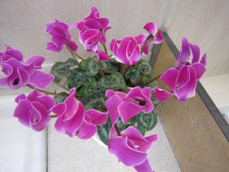 �V�N������(Cyclamen)