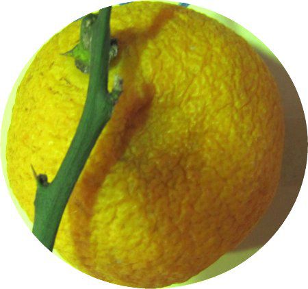 �J�{�X�i����|�j