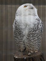 �V���t�N���E���i�����j