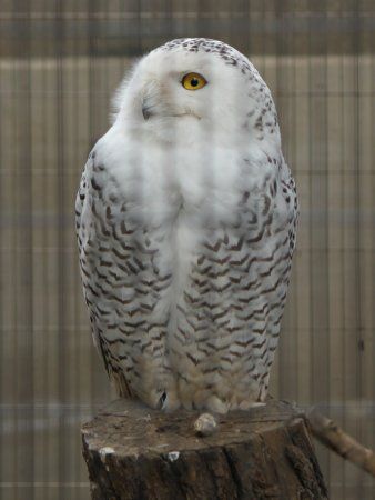 �V���t�N���E���i�����j