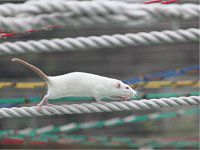 ���b�g Rat�j