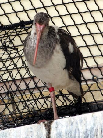 �V���g�L�i�����j