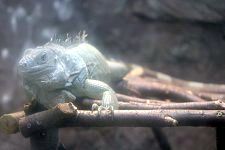 �O���[���C�O�A�i�iGreen Iguana�j