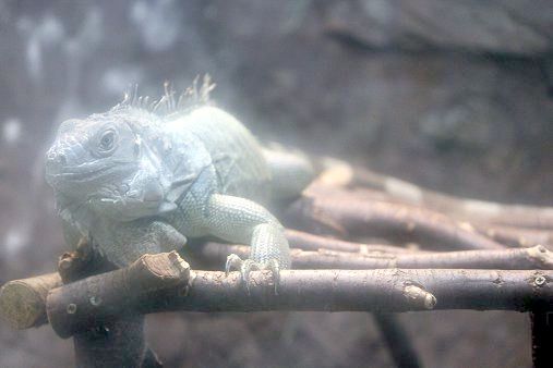 �O���[���C�O�A�i�iGreen Iguana�j
