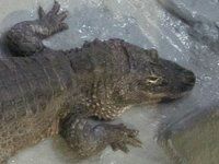 �L���[�o���j�iCuba�k�j