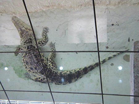 �L���[�o���j�iCuba�k�j