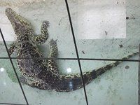 �L���[�o���j�iCuba�k�j
