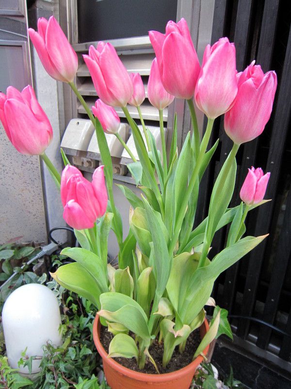 �`���[���b�v(Tulip)