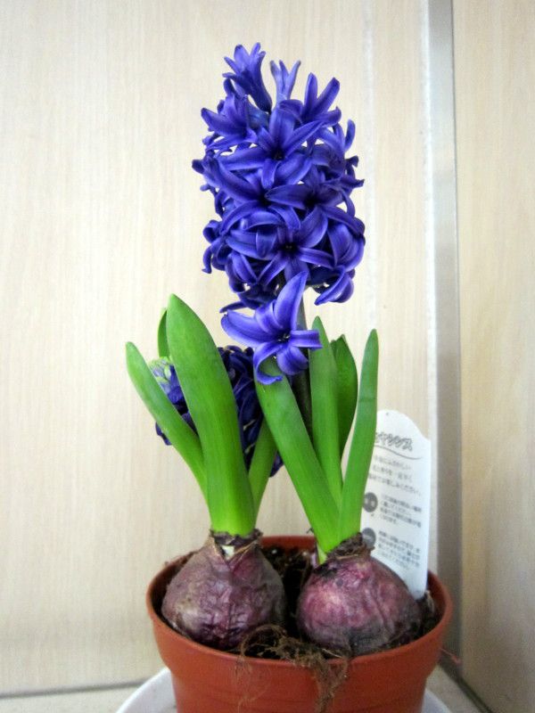 �q���V���X(Hyacinth)