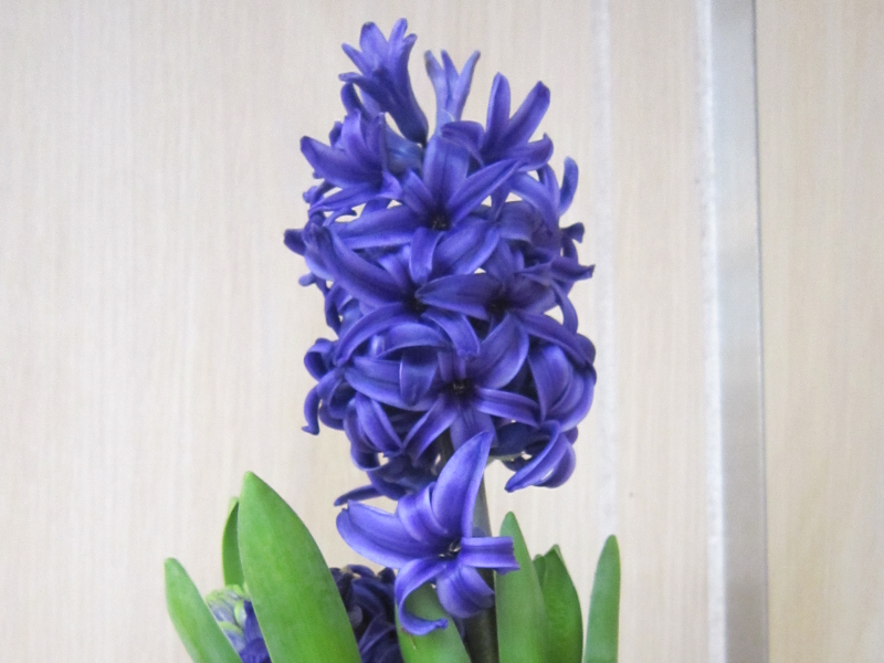 �q���V���X(Hyacinth)