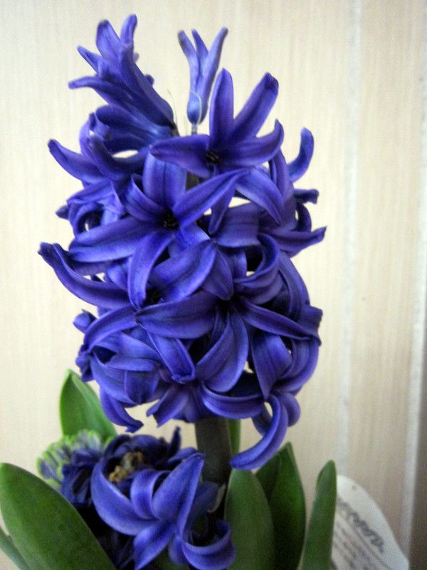 �q���V���X(Hyacinth)
