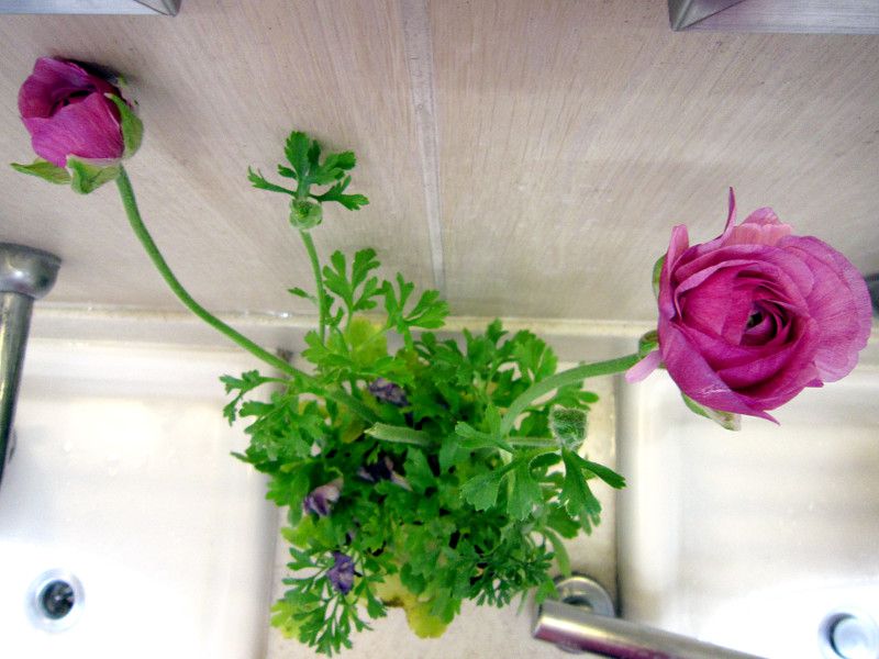 �A�l���l(Anemone)