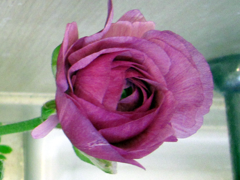 �A�l���l(Anemone)