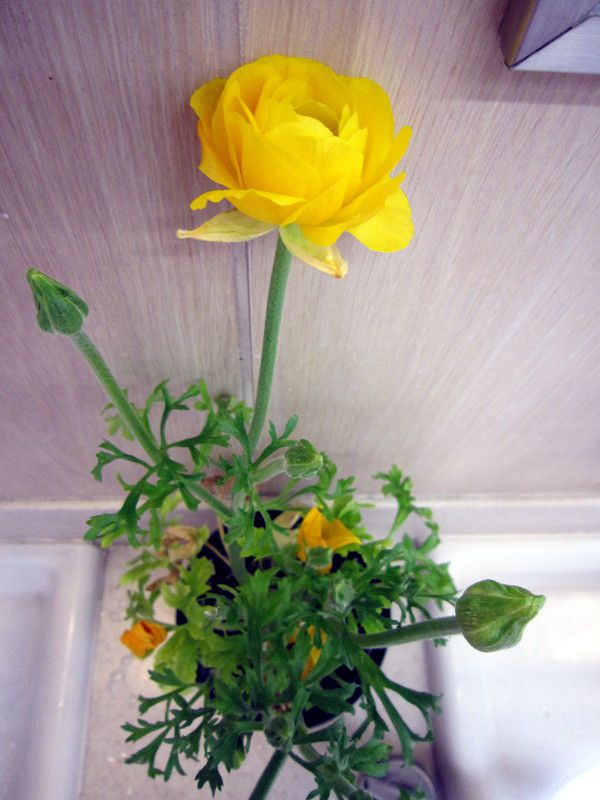 �A�l���l(Anemone)