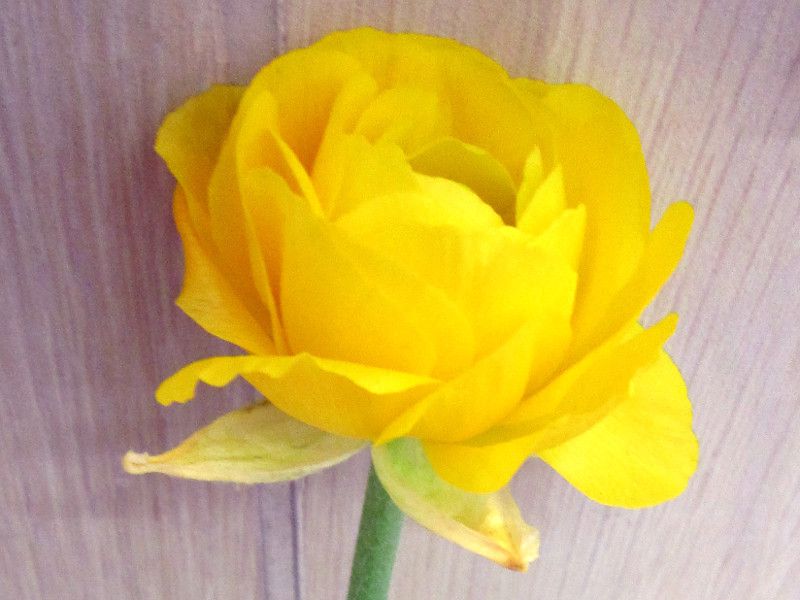 �A�l���l(Anemone)