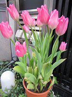 �`���[���b�v(Tulip)