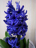 �q���V���X(Hyacinth)