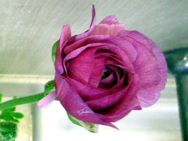 �A�l���l(Anemone)