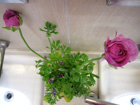 �A�l���l(Anemone)